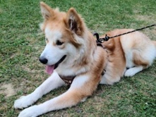 Mixed Breed – 2 years old Husky mix male – Paulsboro