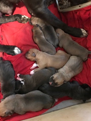 Bull and Terrier – bully/pitcorso puppies