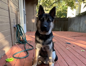 German Shepherd – We Do Talk About Bruno!