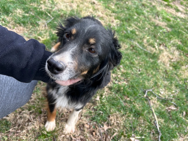 Australian Shepherd – Australian shepherd – St. Louis
