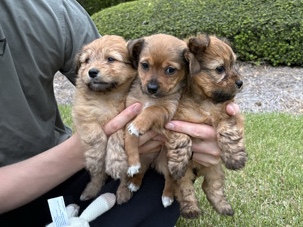 Pomeranian – Yorkie Pomeranian Teacup Mixes – Augusta