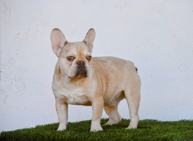 French Bulldog