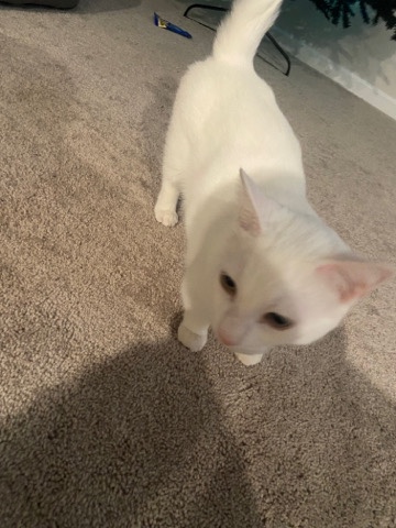 Munchkin – 2 munchkin cats