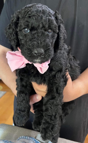 Burbank golden shepadoodle