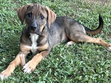 Labrador Retriever – beautiful sweet lab/terrier mixes – Oxford