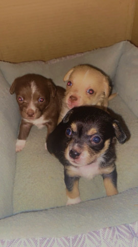 chihuahua puppies 2 girls and one boy