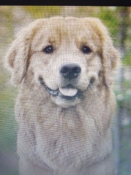 golden retriever