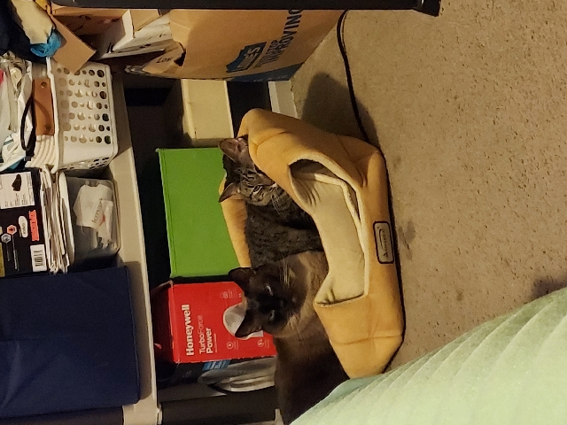 Siamese – luke & Nala