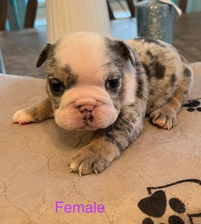 Bulldog – English Bulldogs Seeking a forever home