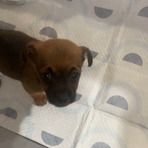 Chihuahua – brown baby Chihuahua