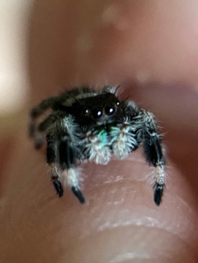 Any – Regal Jumping Spider Slings i3-4