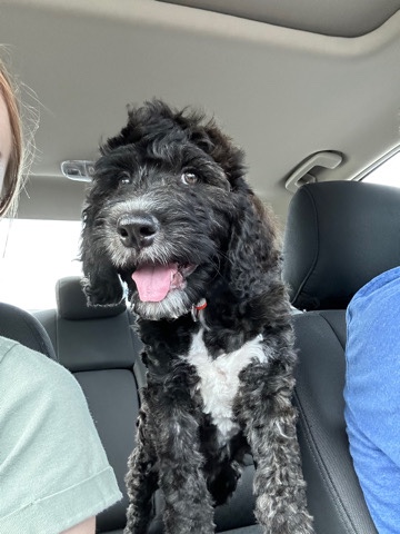 Australian Shepherd – Ozzy the Aussiedoodle