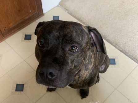 American Pit Bull Terrier – Apollo – High Point