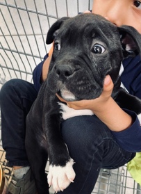 Female pitbull bully
