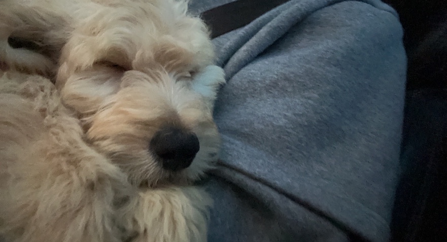 Poodle – Needs a home asap
