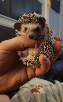 hedgehog – hedgehog