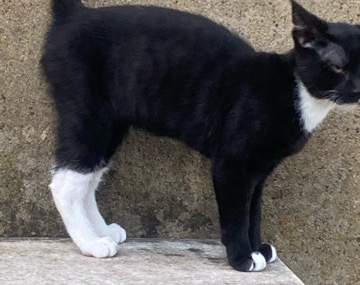 American Shorthair – 2 kittens for sale