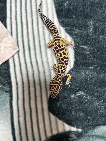 Any – Female lepord gecko