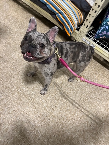 French Bulldog – 2 Year Old AKC French Bulldogs