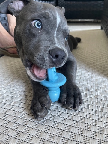 American Bulldog – American bully puppy