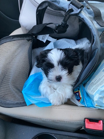 Shih Tzu