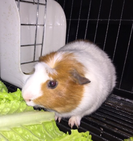 Any – Selling Female guinea pig