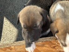 Siberian Husky - puppies for sale available for adoption in MacTier