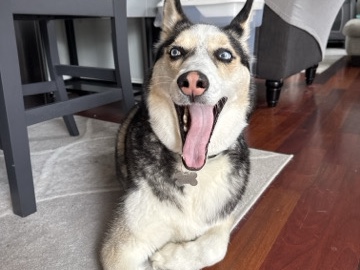 Siberian Husky – Milo – Livonia