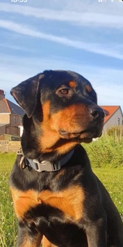 Rottweiler – [Madonna] Beautiful Champion Bloodline Rottweiler