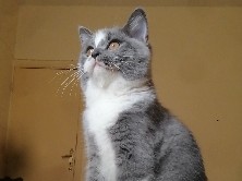 British Shorthair – bicolor Scottish Straight male – Al Ain