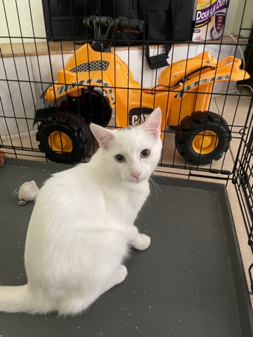American Shorthair – white cat