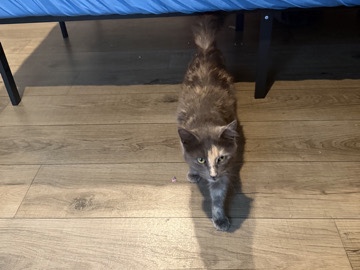 Mommy Kitty & Baby Kitty – San Antonio