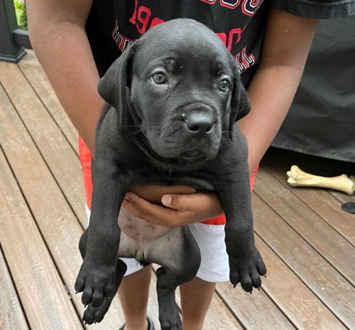Boerboel – Puppy