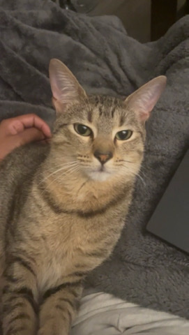 American Shorthair – Marvin needs a home!