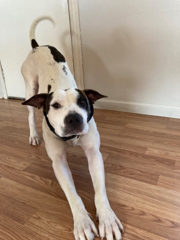 Free dog needs forever home