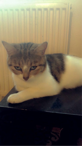 British Shorthair – cat for free