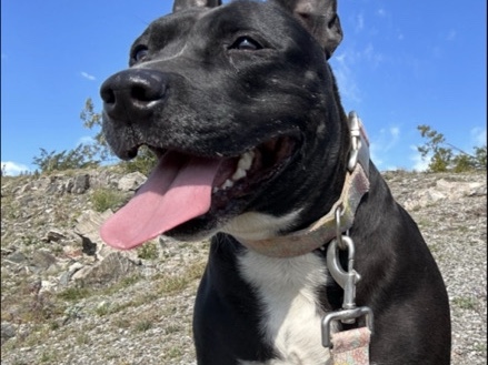 American Pit Bull Terrier – Pit Bull – Goodyear