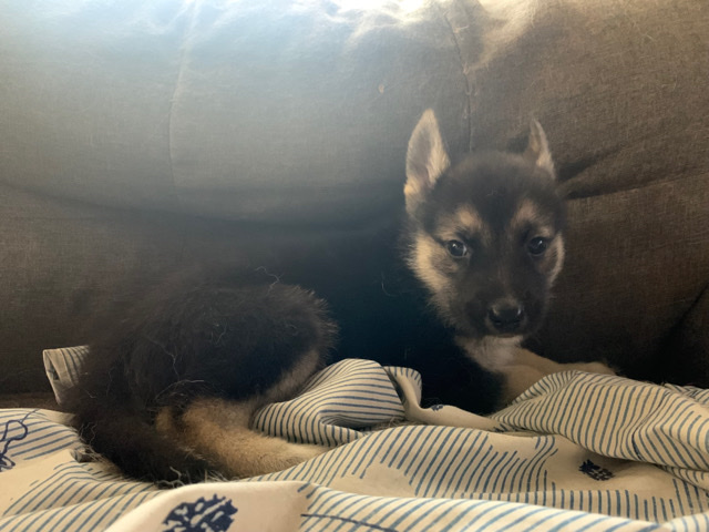German Shepherd – German Shepherd / Huskie Mix Pup