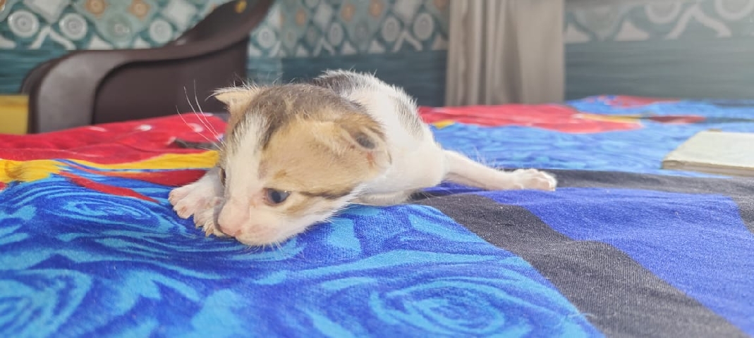 free cat