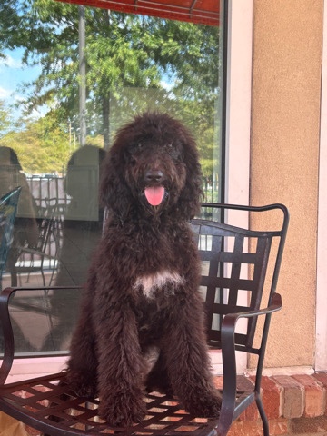 Standard Poodle