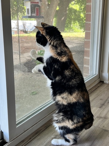 American Shorthair – Calico Cutie named Callie