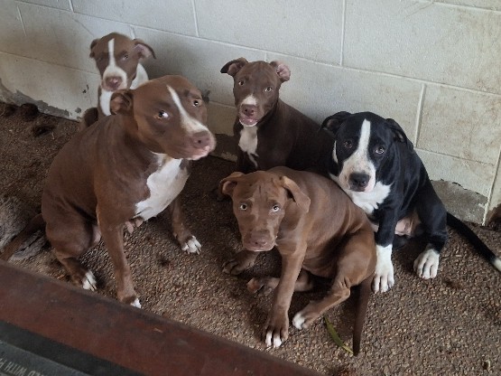 American staffy puppys.