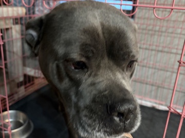 Cane Corso – cane corso – Surprise