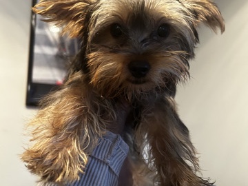 Yorkshire Terrier – puppy for sale – Capitol Heights