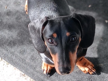Dachshund – Dachshund-Male – Xenia