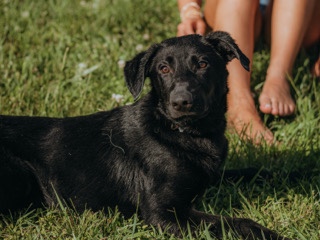 Labrador Retriever – Dog in need of new home ASAP – Durham