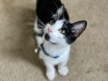 Japanese Bobtail – Loving Female Adolescent Manx Cat needs a new home! – Friendswood