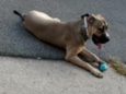 Mixed Breed – Finding A New Home For Biscuit – New York