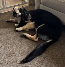 German Shepherd – Buster