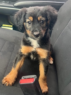 German Shepherd – hi her name is umber